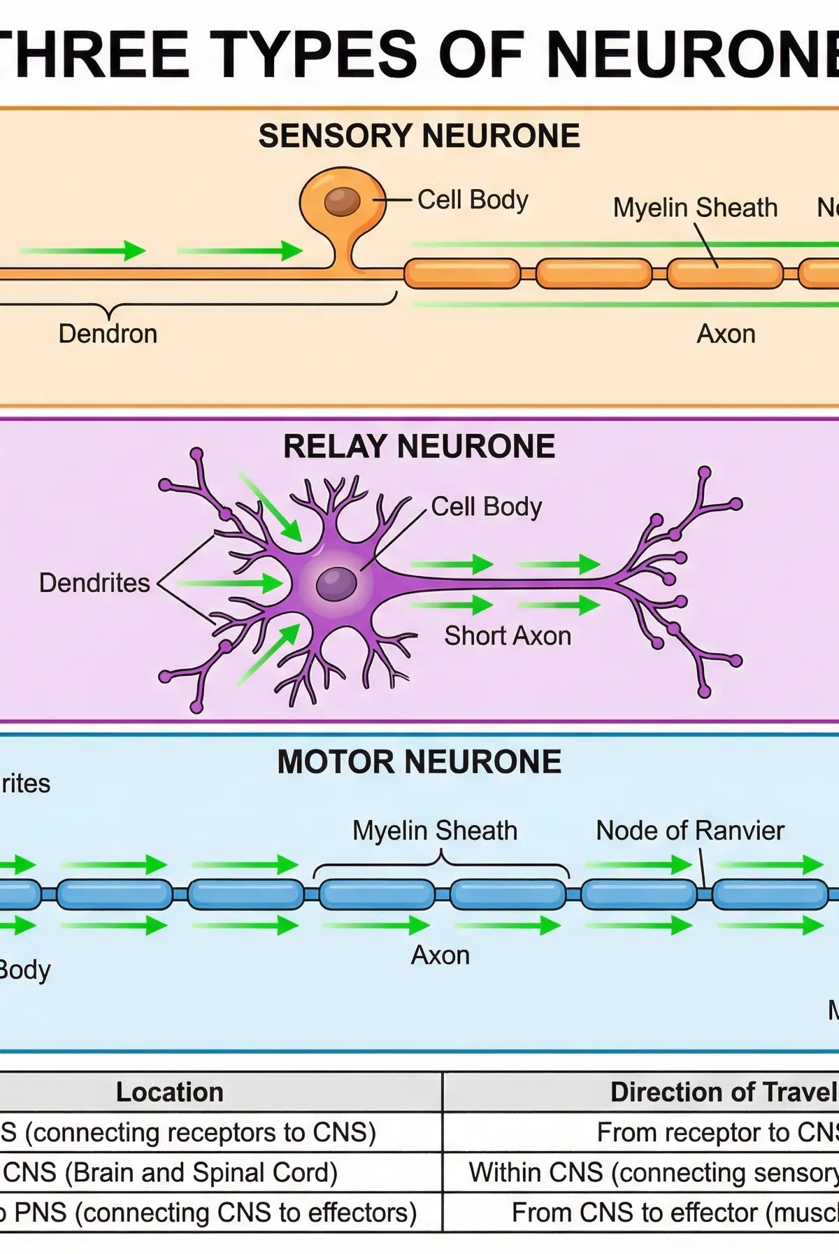 The Three Types of Neurones