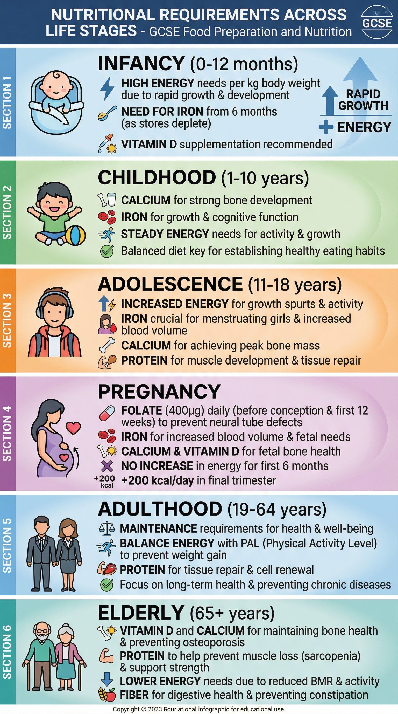 Nutritional needs from infancy to older adulthood.