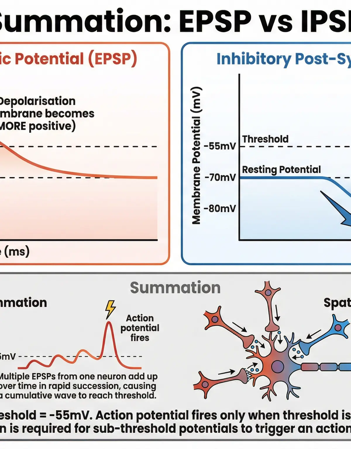 Excitatory vs. Inhibitory Potentials and Summation