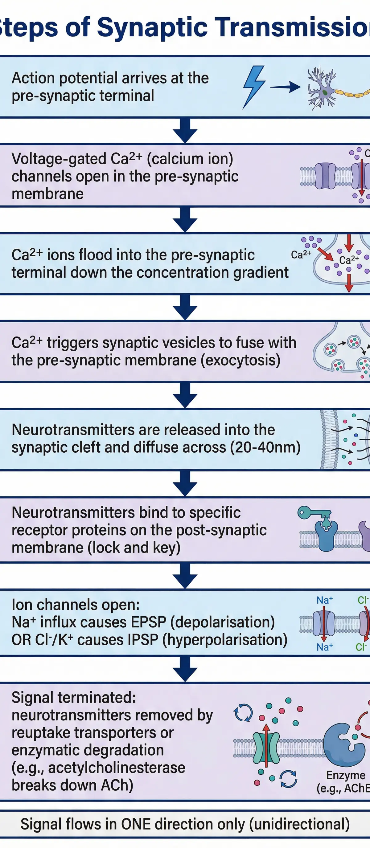 Flowchart: The 8 Steps of Synaptic Transmission