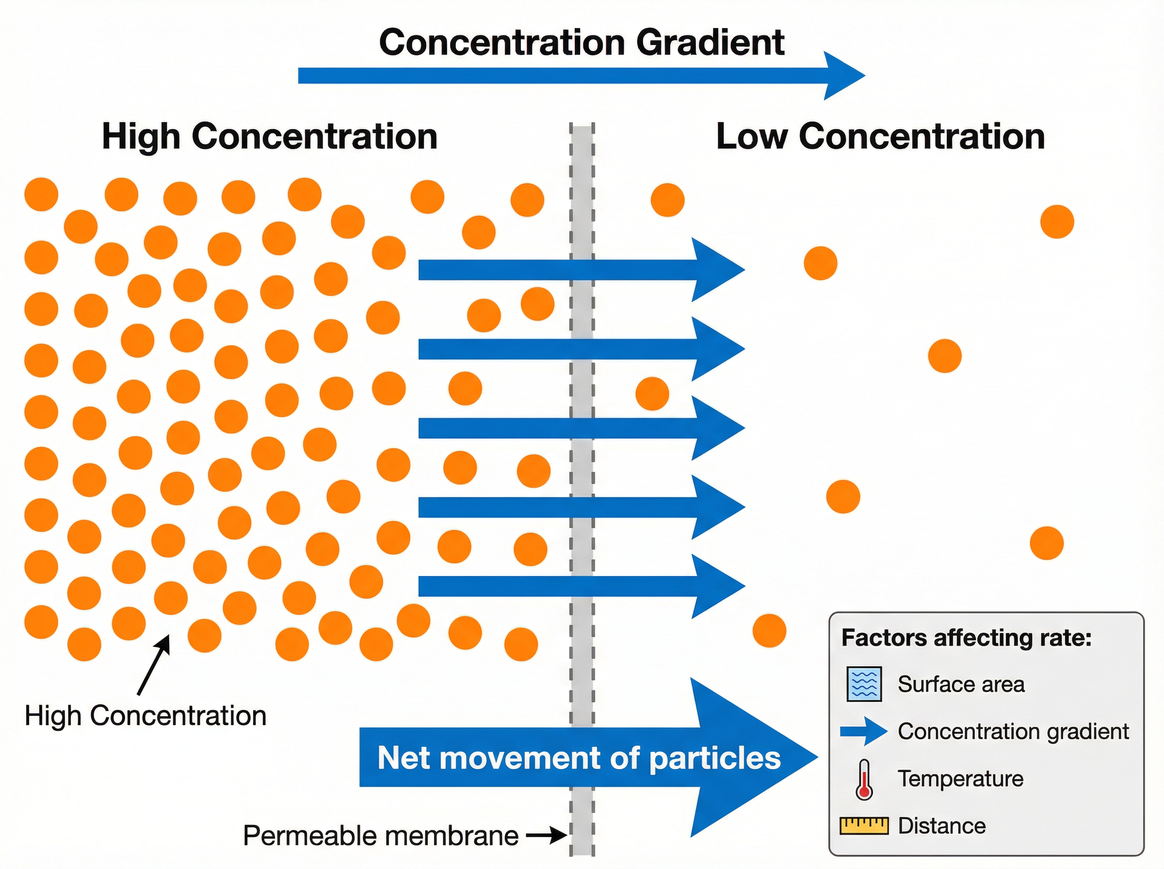 Diffusion: Net movement down a concentration gradient