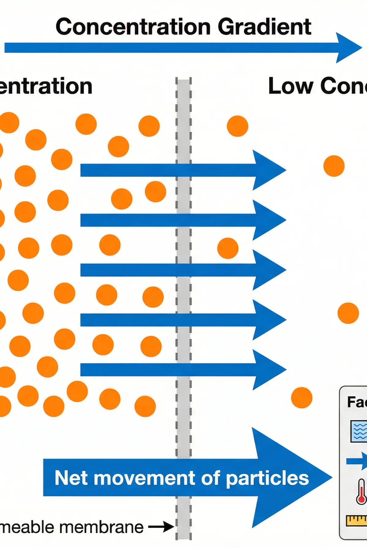 Diffusion: Net movement down a concentration gradient