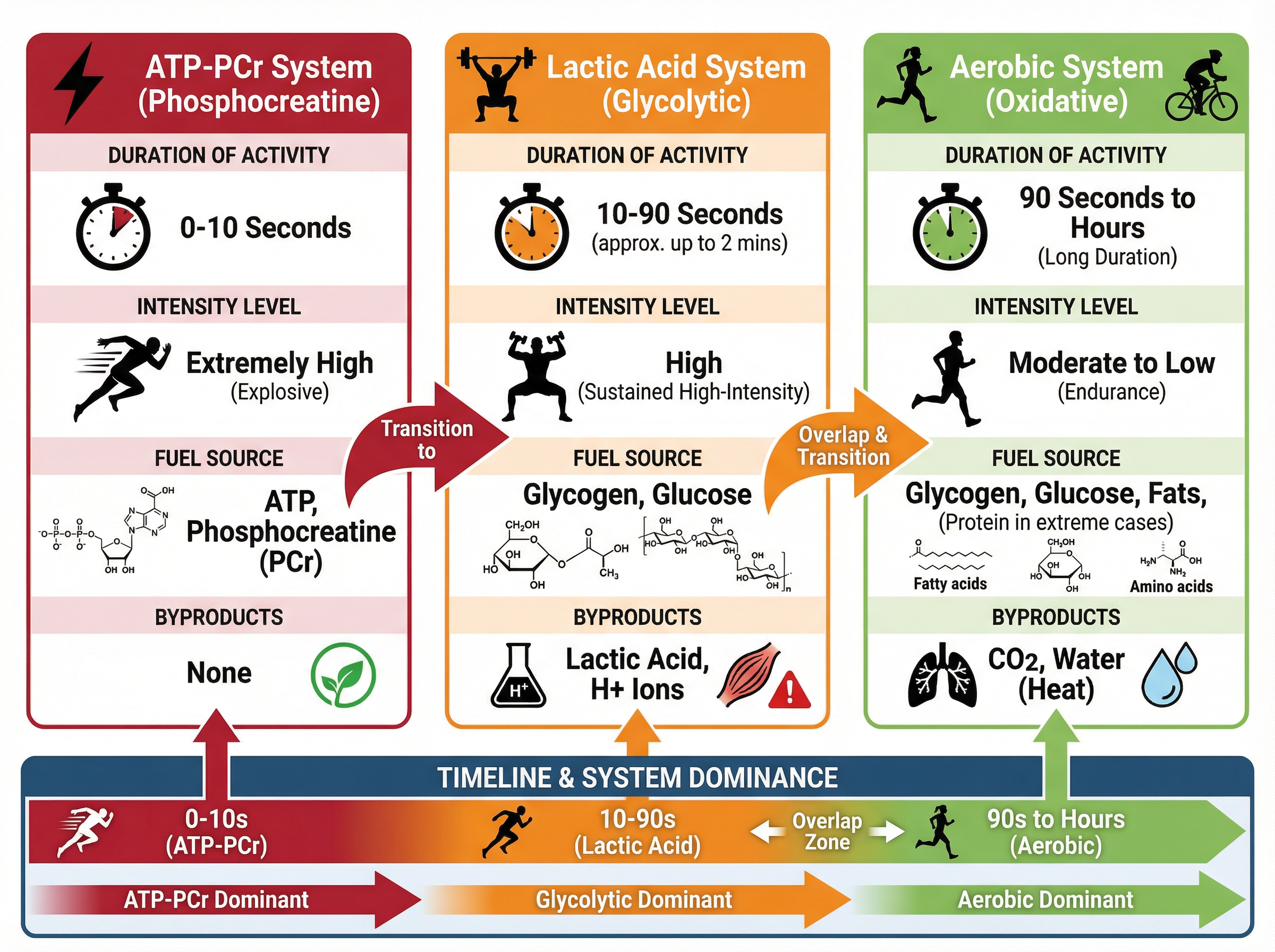The Three Energy Systems Compared