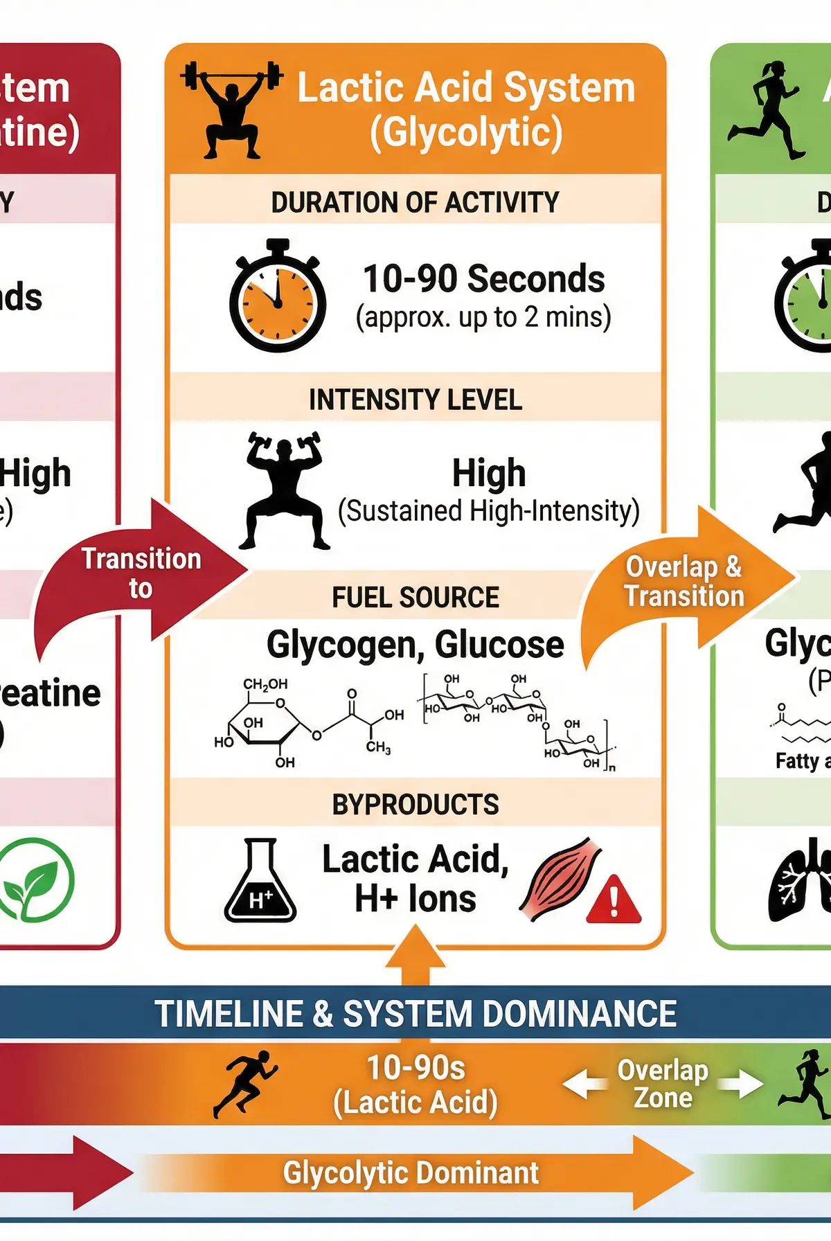 The Three Energy Systems Compared