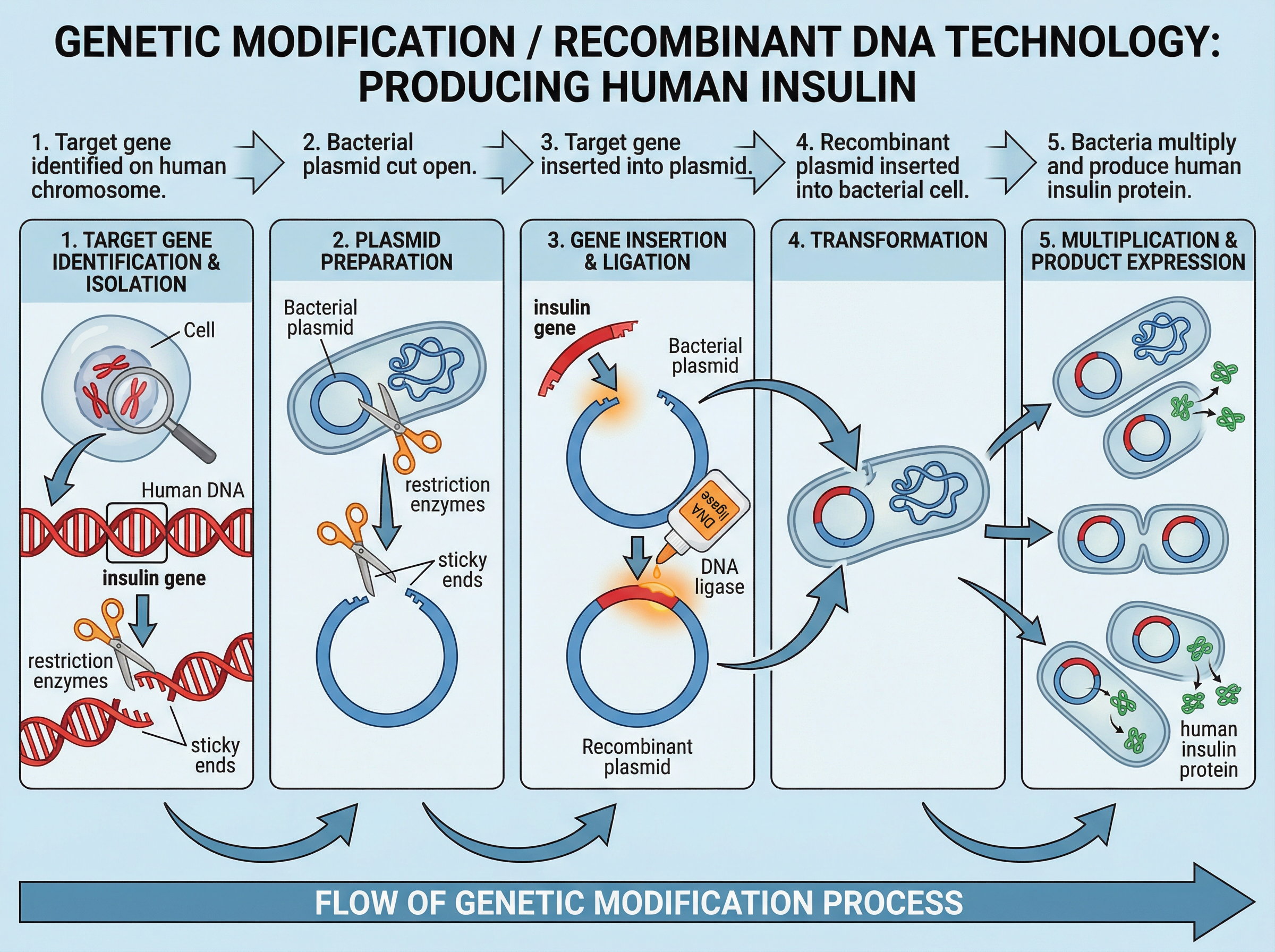The process of Genetic Modification