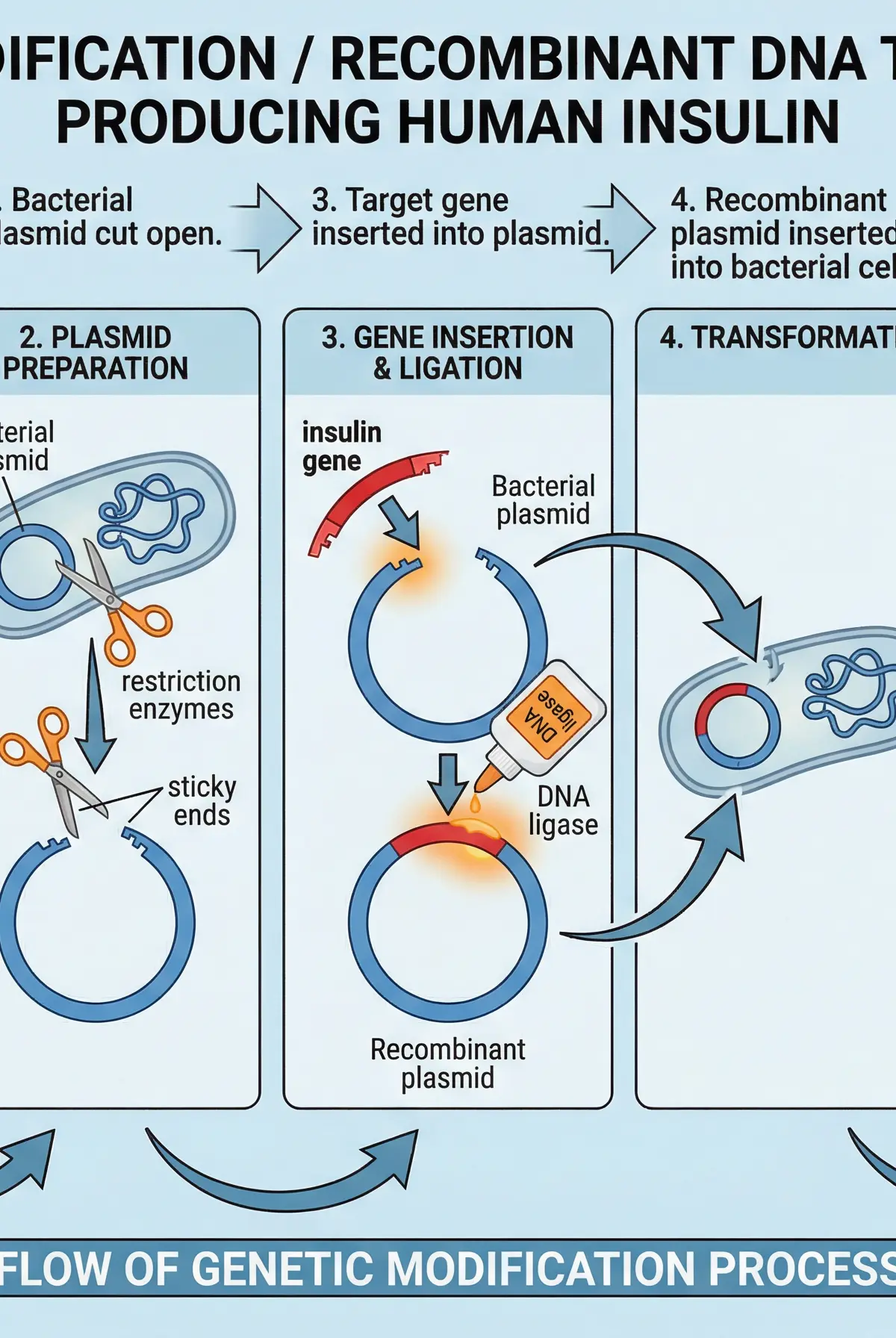 The process of Genetic Modification