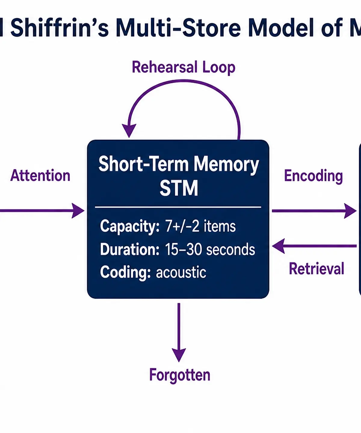 The Multi-Store Model of Memory (1968)