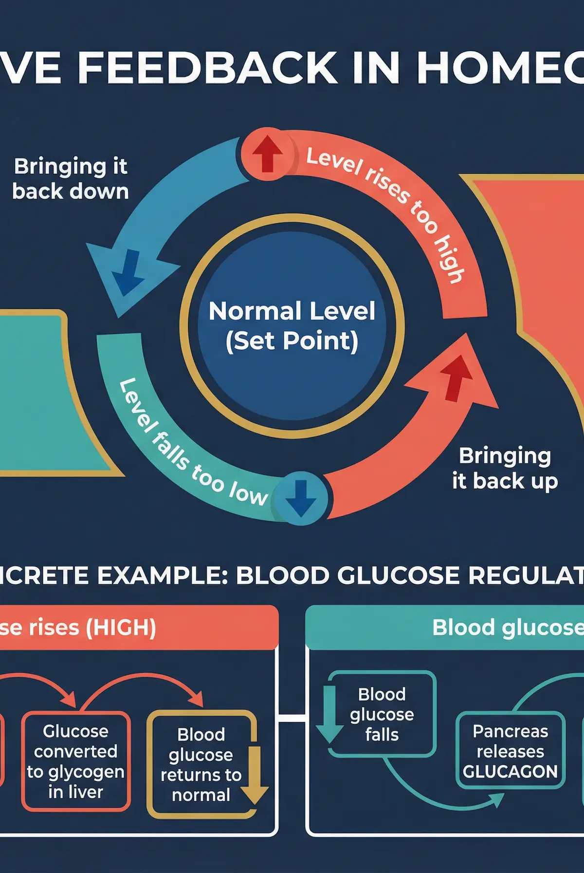 Negative Feedback in Homeostasis