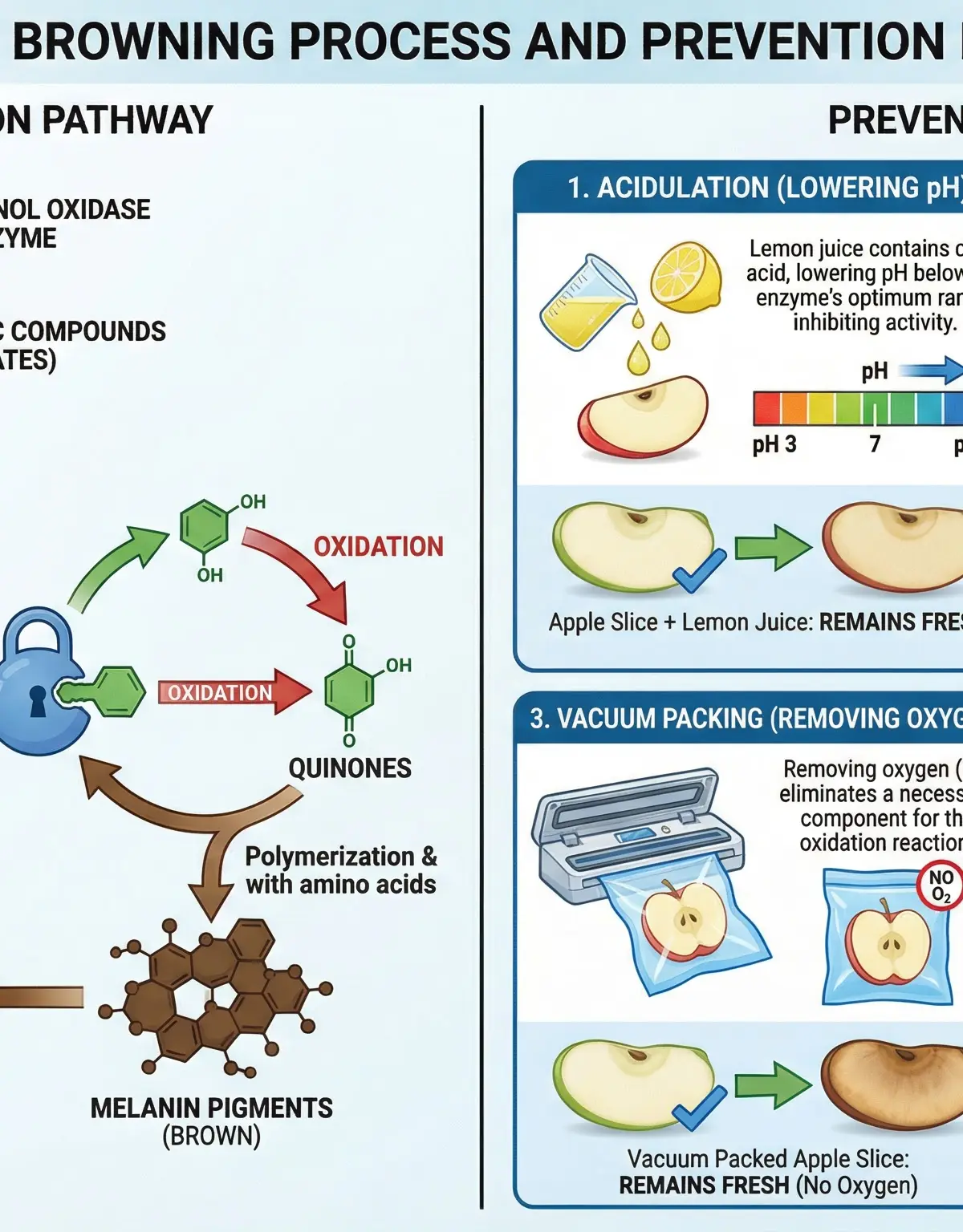 Enzymic Browning Process and Prevention