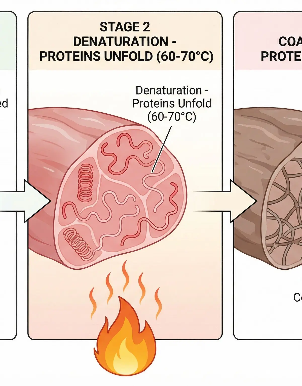 Diagram of Protein Denaturation and Coagulation