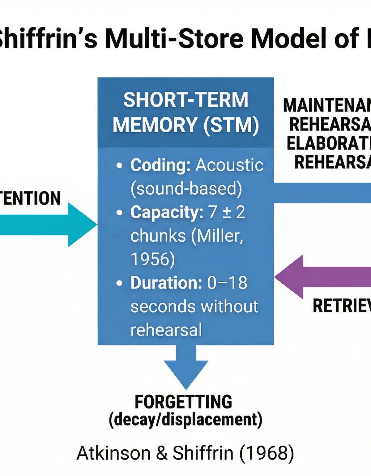 Flowchart of the Multi-Store Model (Atkinson & Shiffrin, 1968)