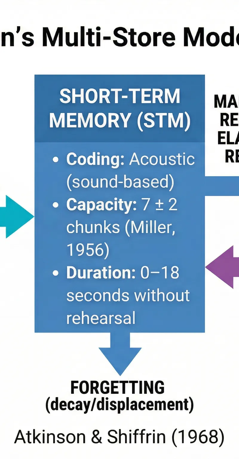 Flowchart of the Multi-Store Model (Atkinson & Shiffrin, 1968)