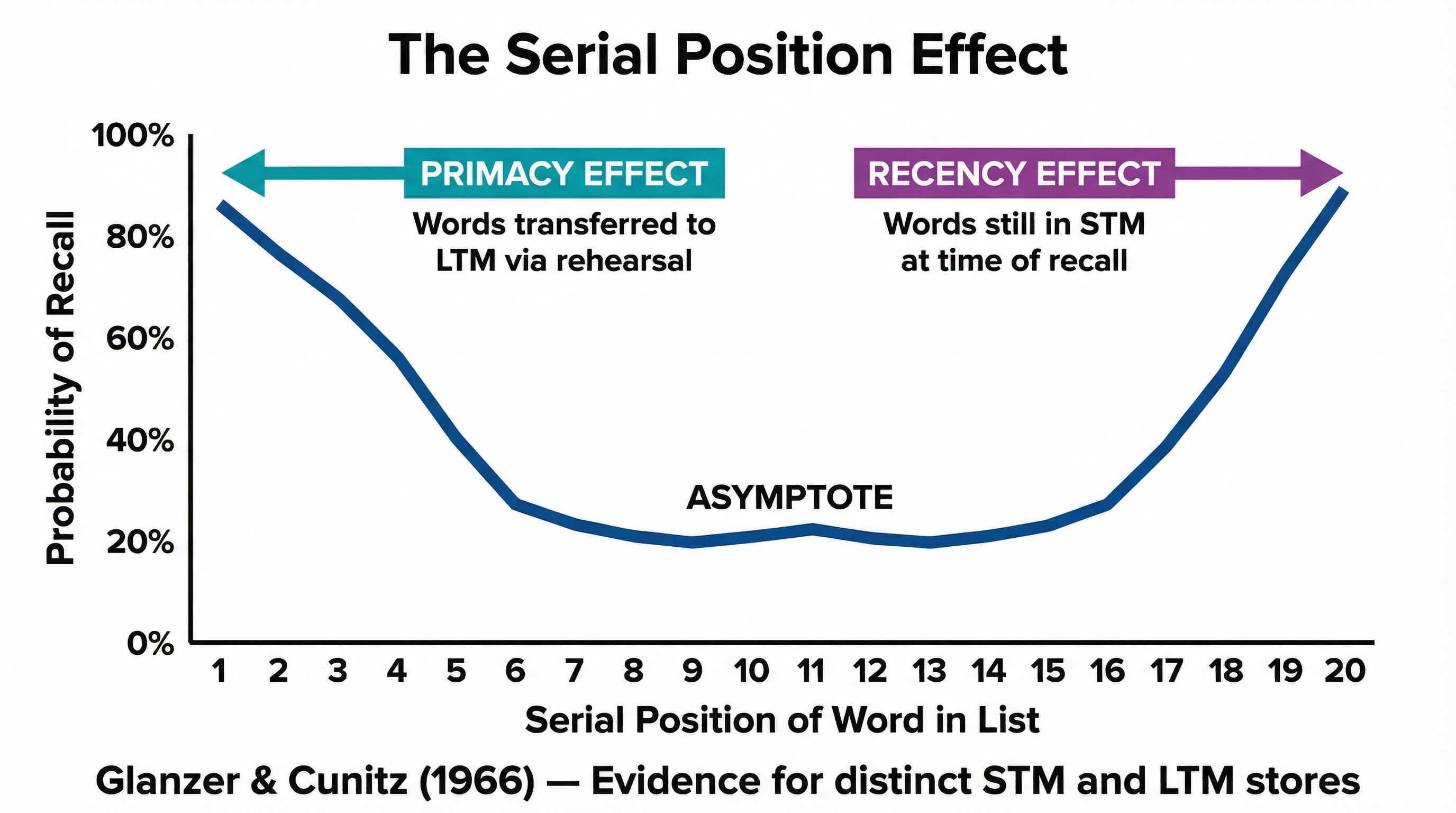 The Serial Position Effect (Glanzer & Cunitz, 1966)