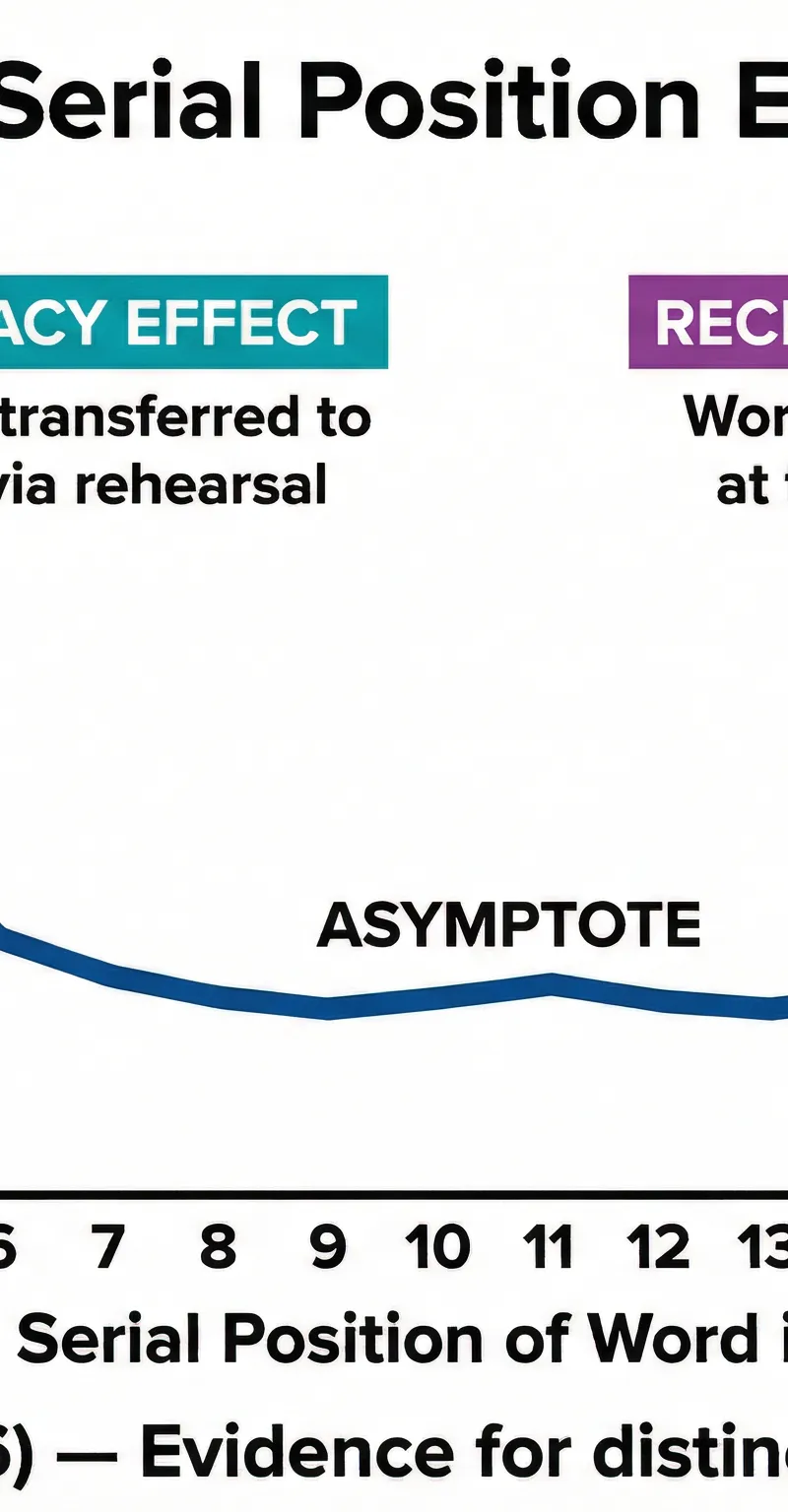 The Serial Position Effect (Glanzer & Cunitz, 1966)