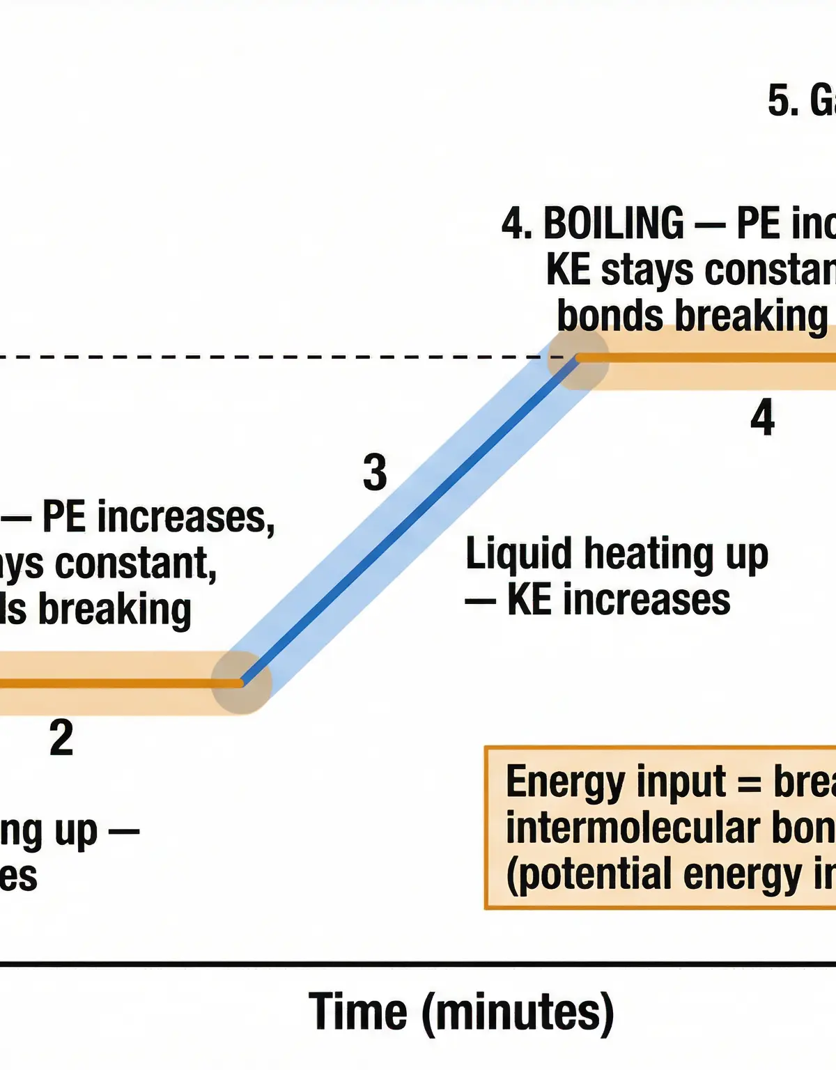 Annotated heating curve showing energy changes during changes of state.