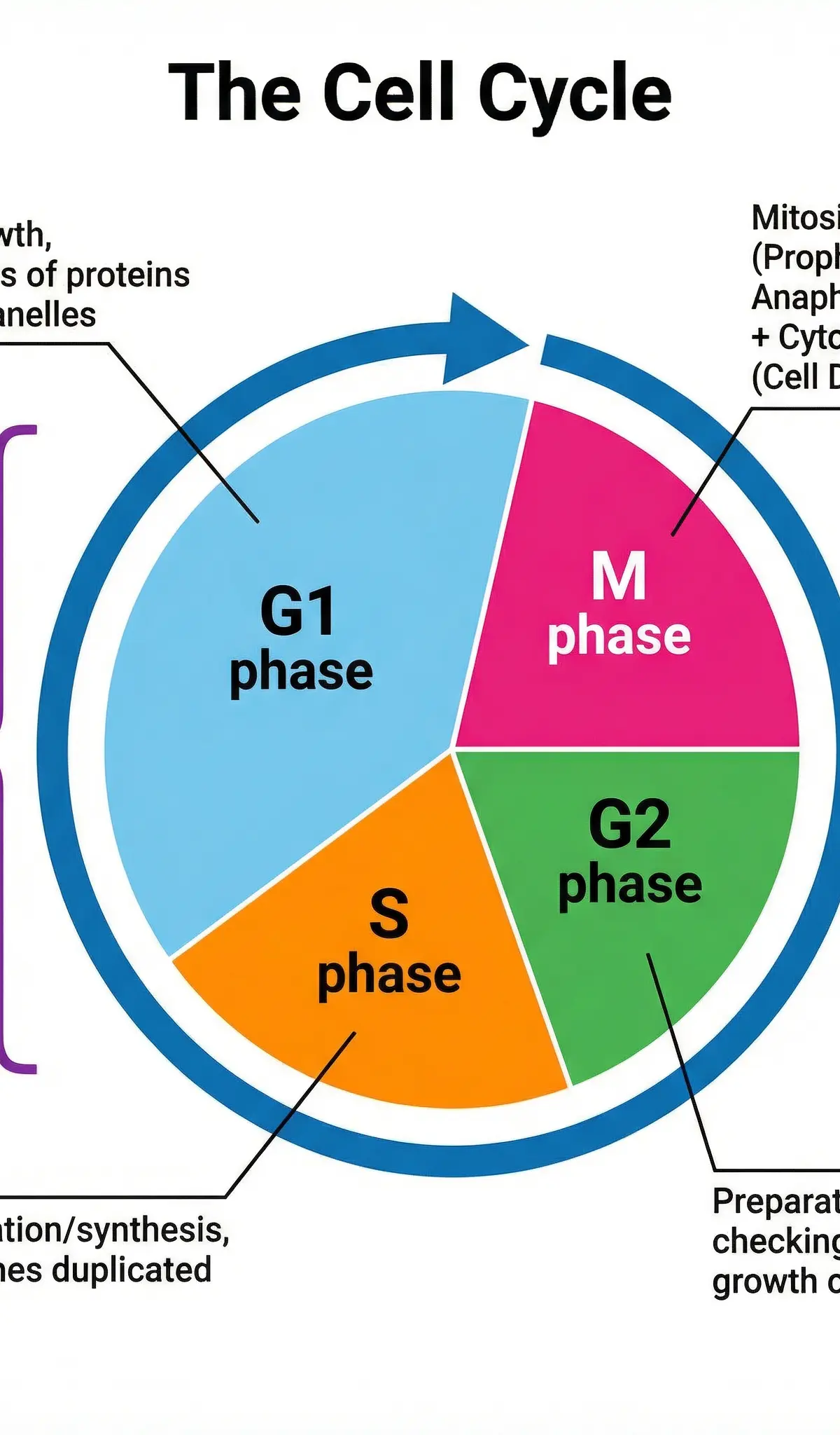 The Cell Cycle