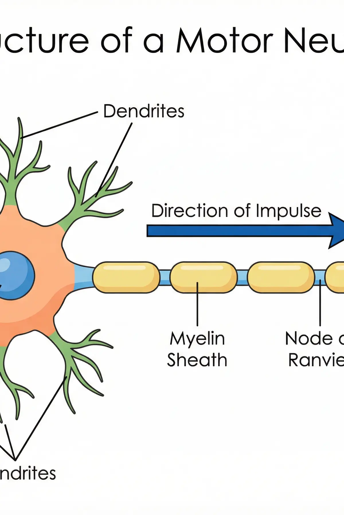Structure of a Motor Neuron