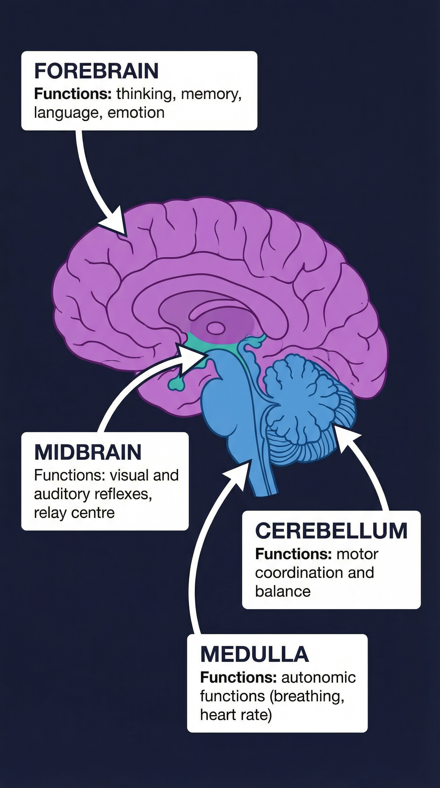 Key Brain Structures in Early Development