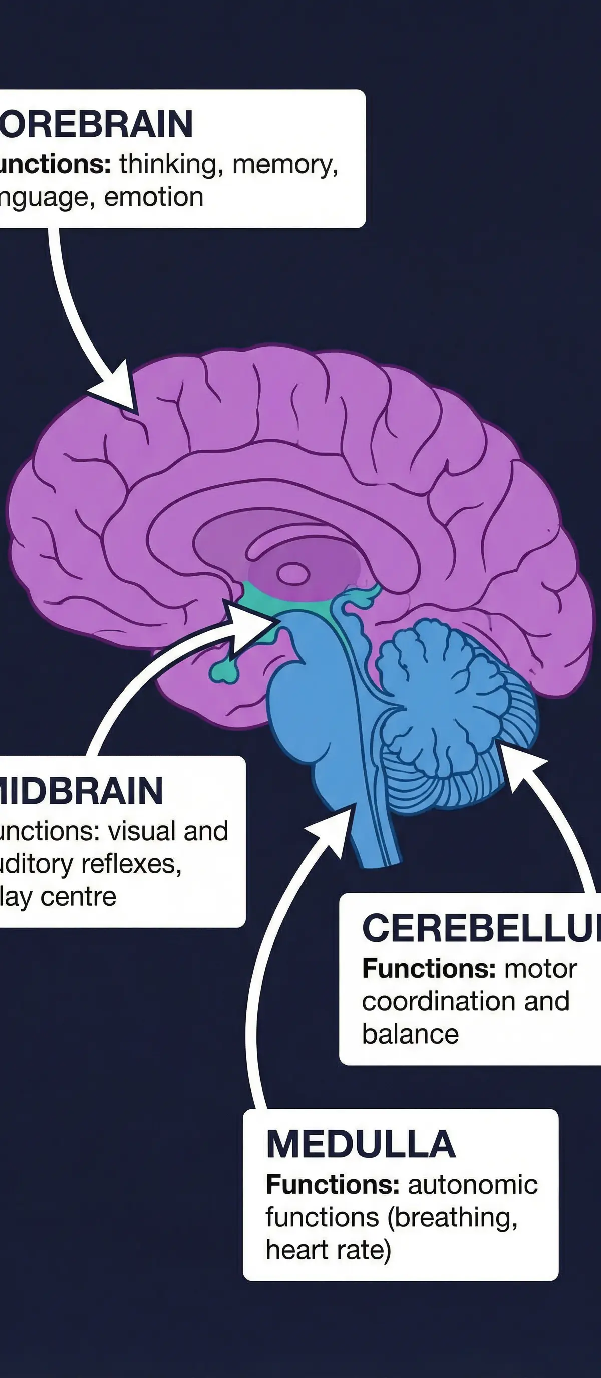 Key Brain Structures in Early Development