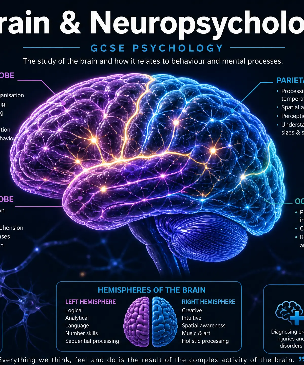Brain and Neuropsychology Overview