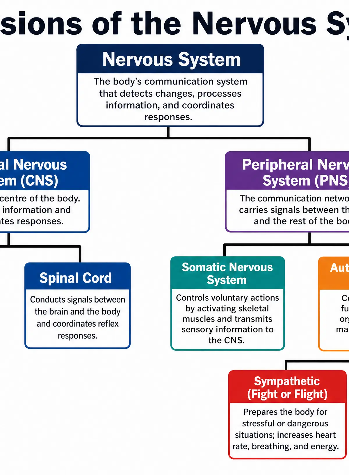 Divisions of the Nervous System