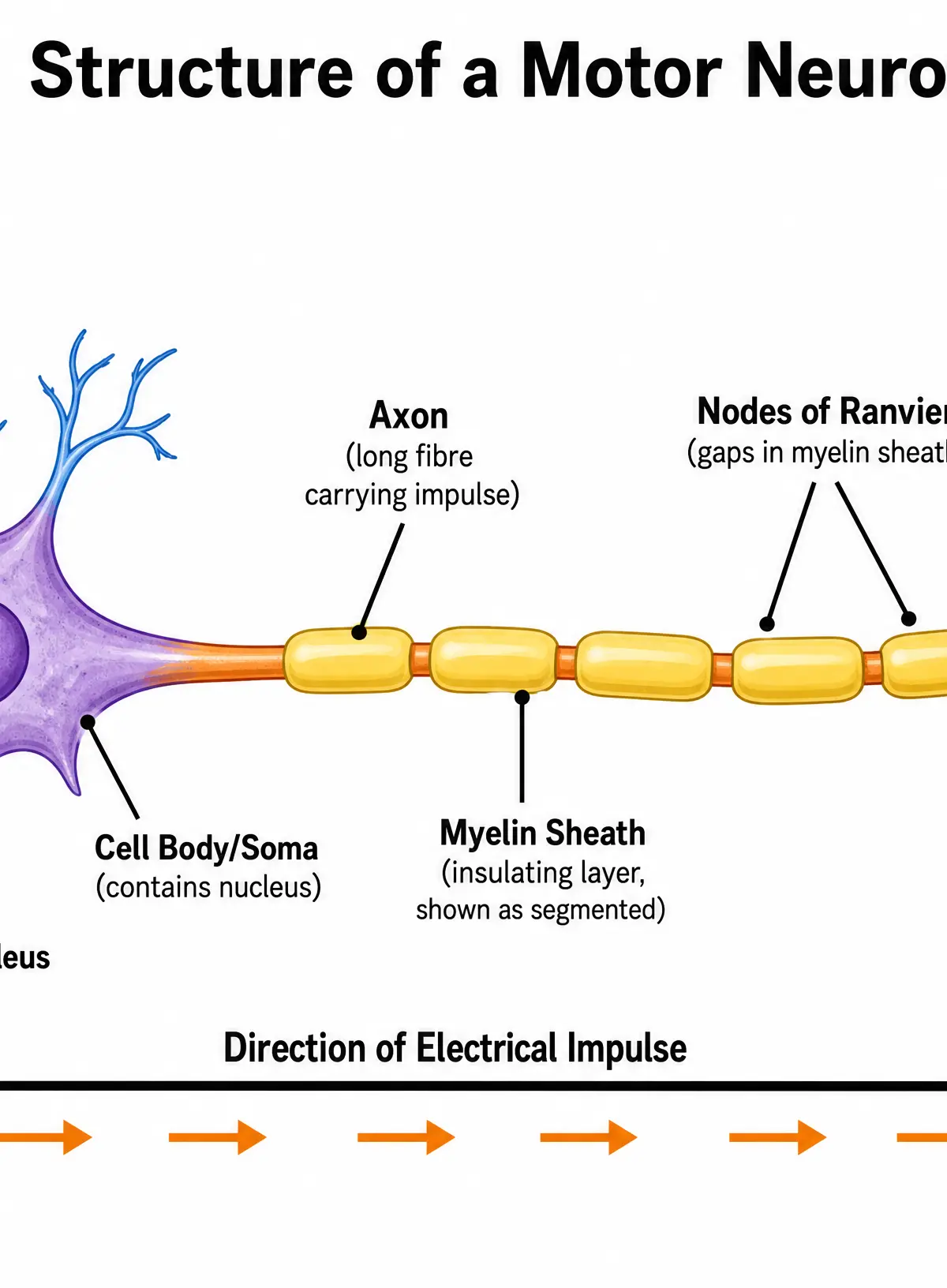 Structure of a Motor Neuron