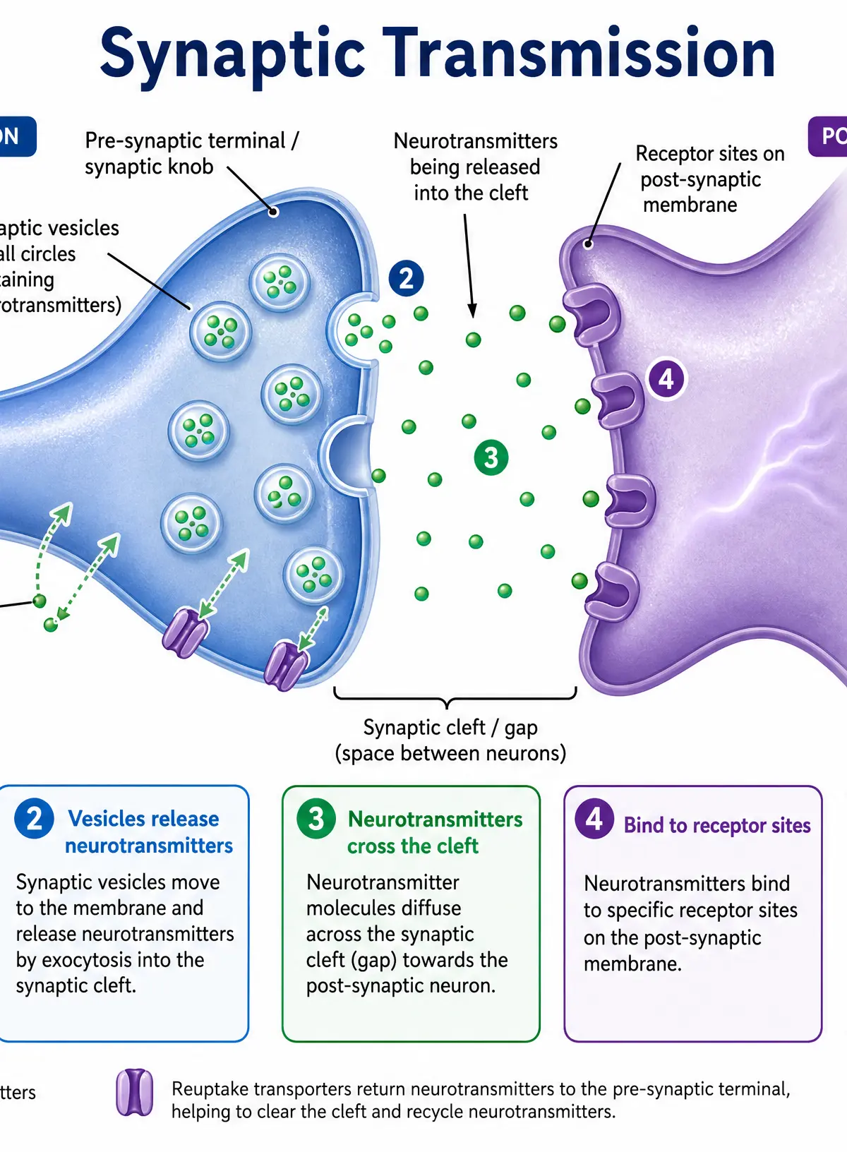 The Process of Synaptic Transmission