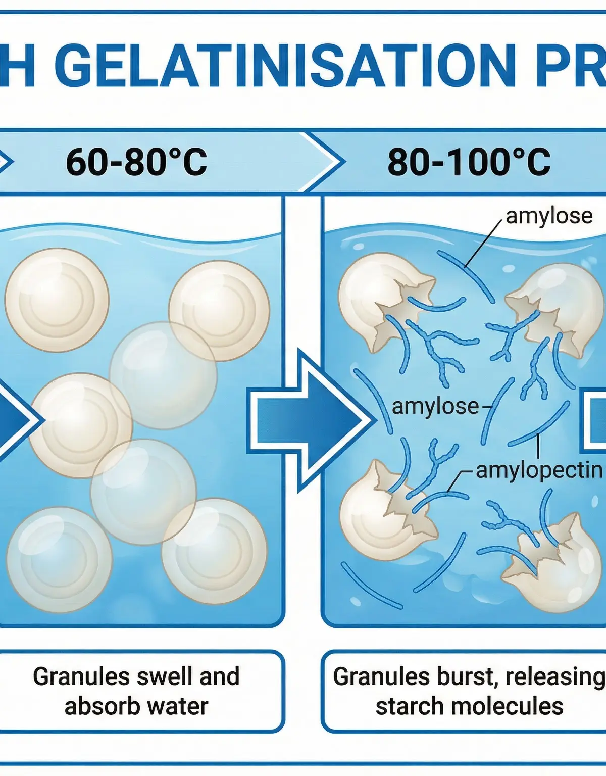 The effect of heat on food – Food Preparation and Nutrition – GCSE