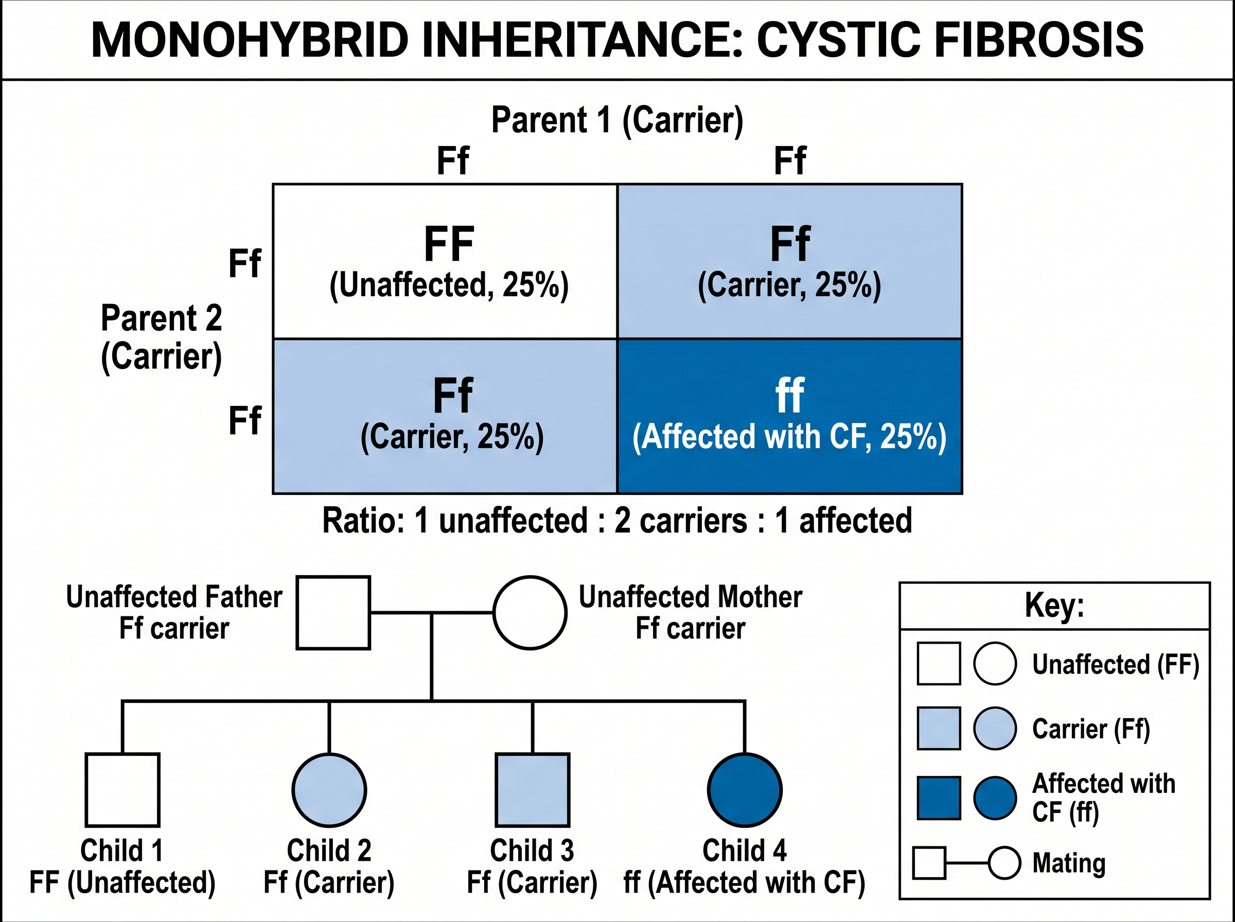 Monohybrid Inheritance: Cystic Fibrosis