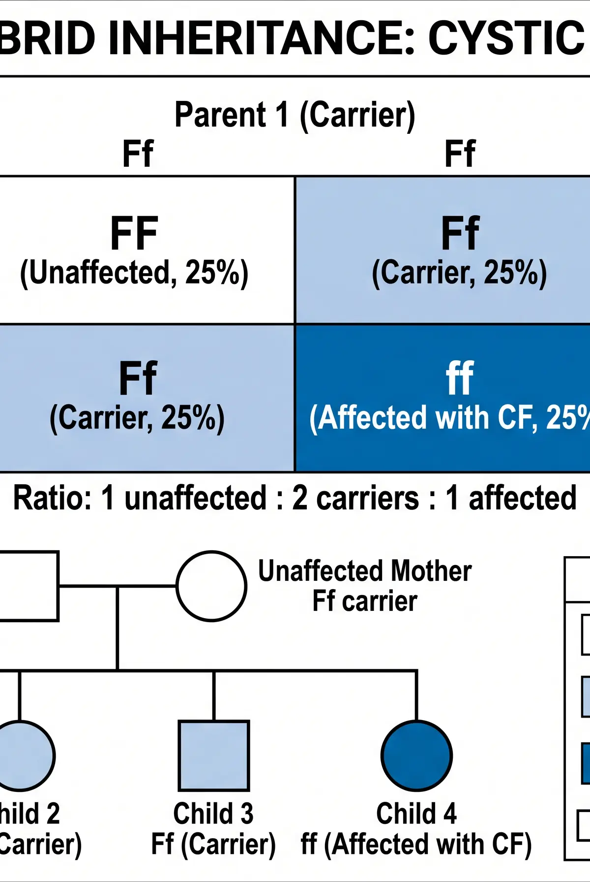 Monohybrid Inheritance: Cystic Fibrosis