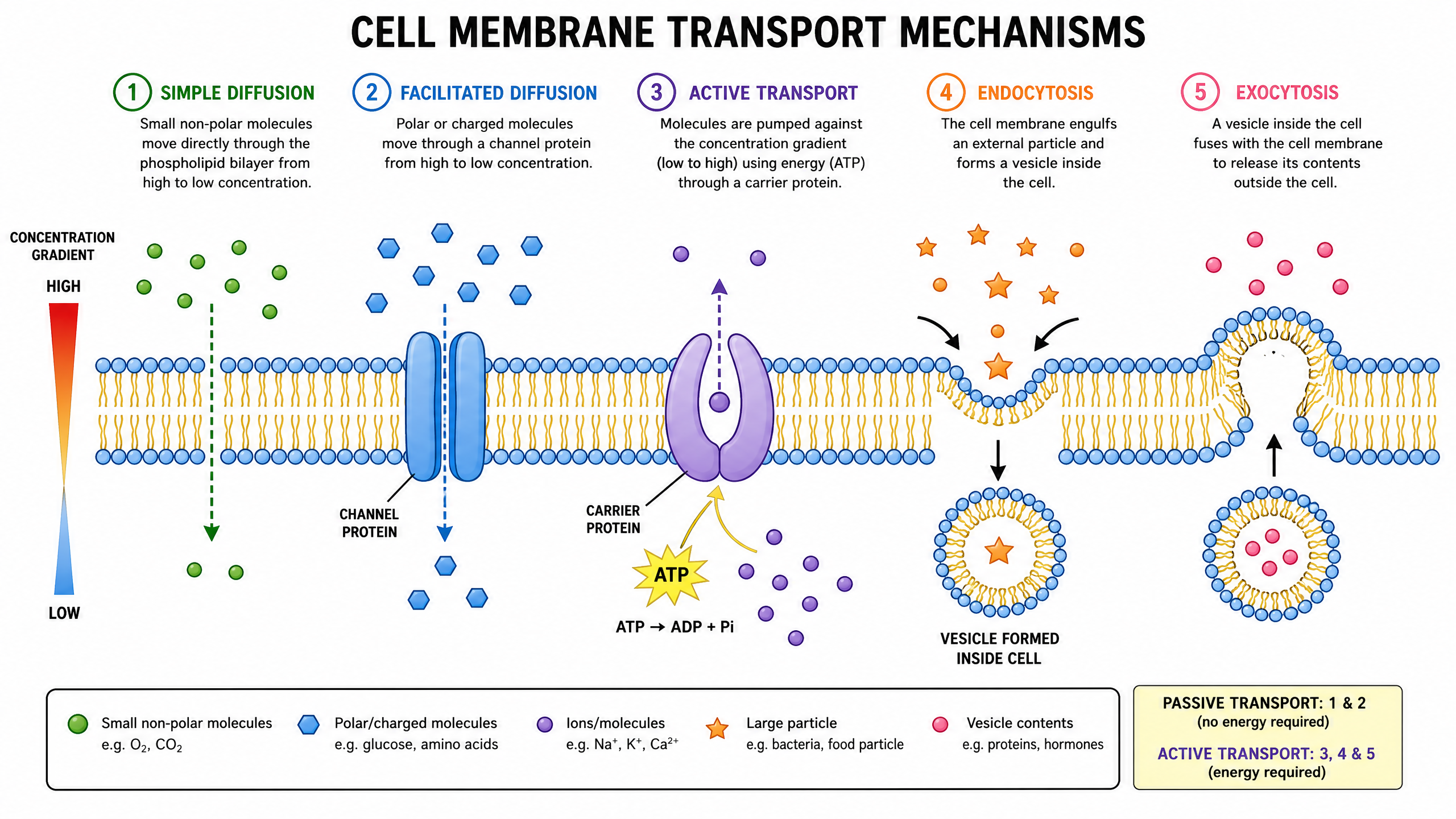 Cell Membrane Transport Mechanisms