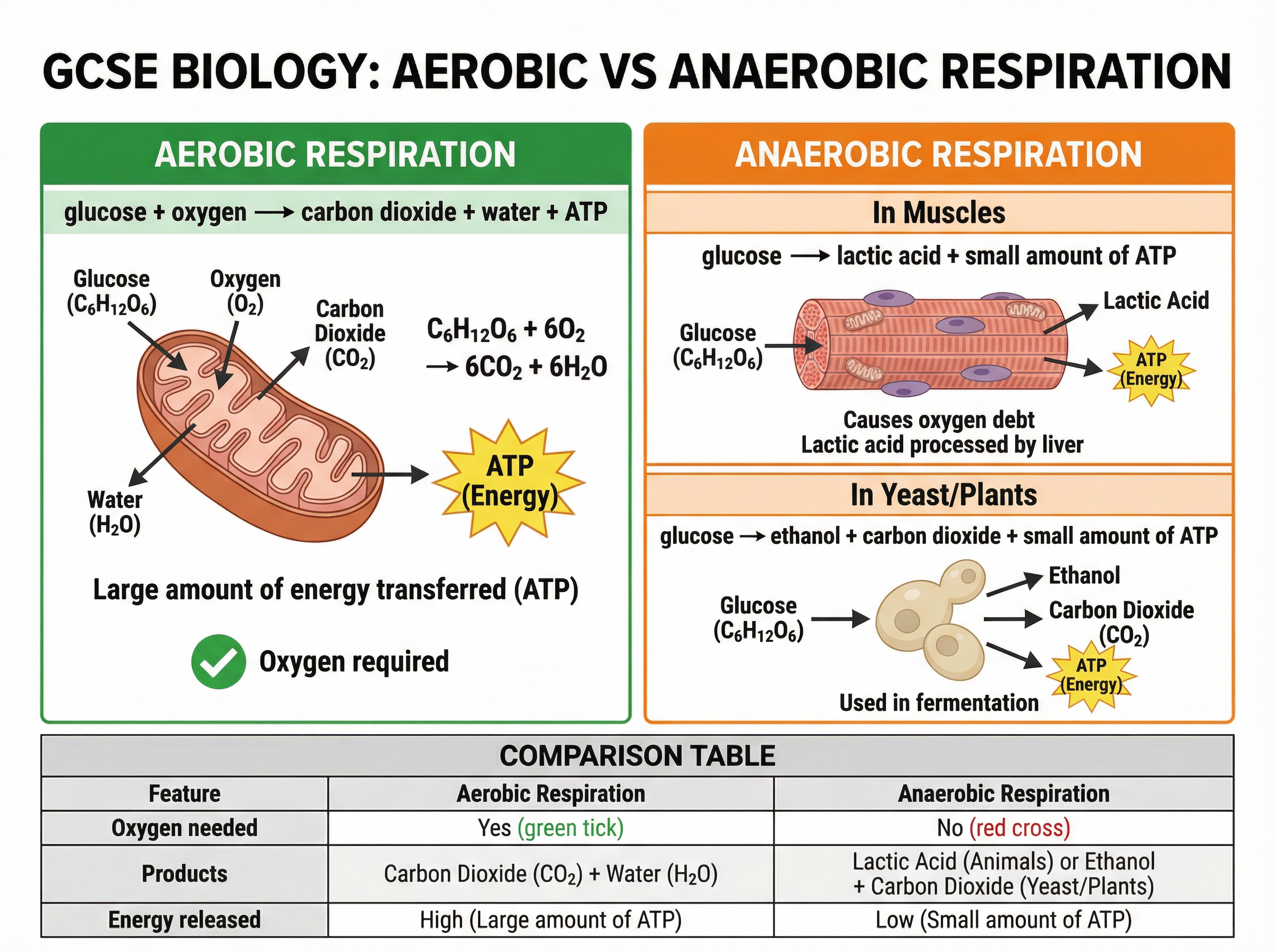 Comparing Aerobic and Anaerobic Respiration