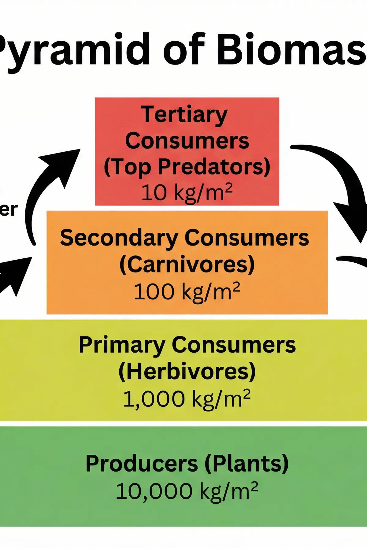 Pyramid of Biomass and Energy Loss