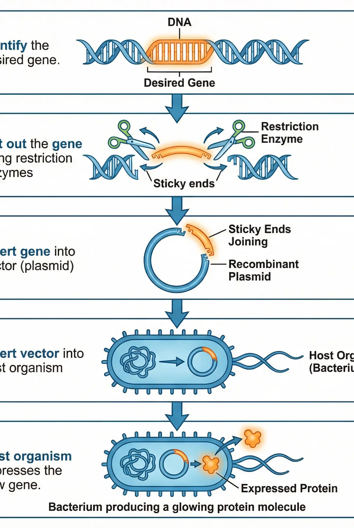 The steps of Genetic Engineering