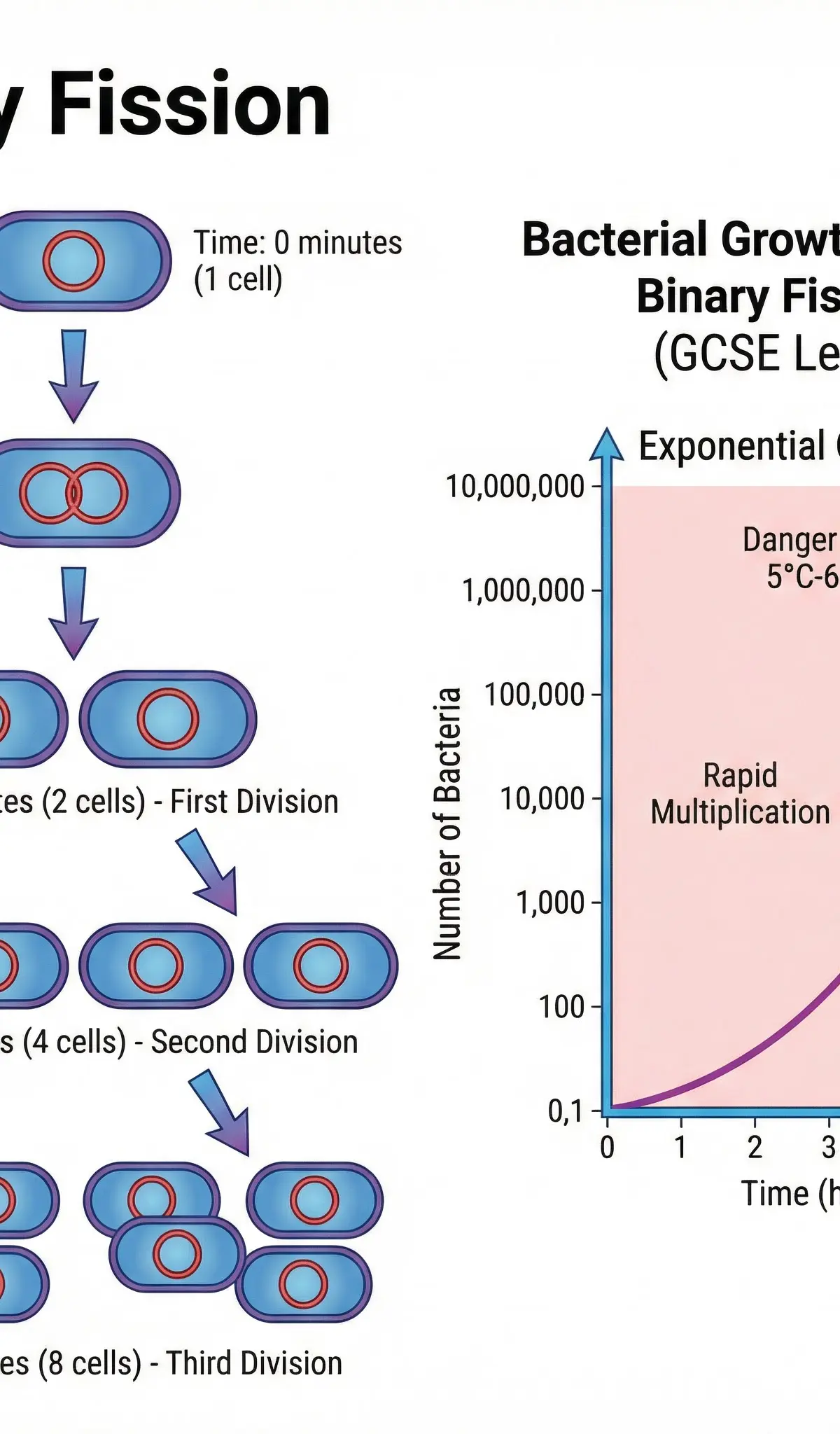 Diagram of Binary Fission and Exponential Growth.