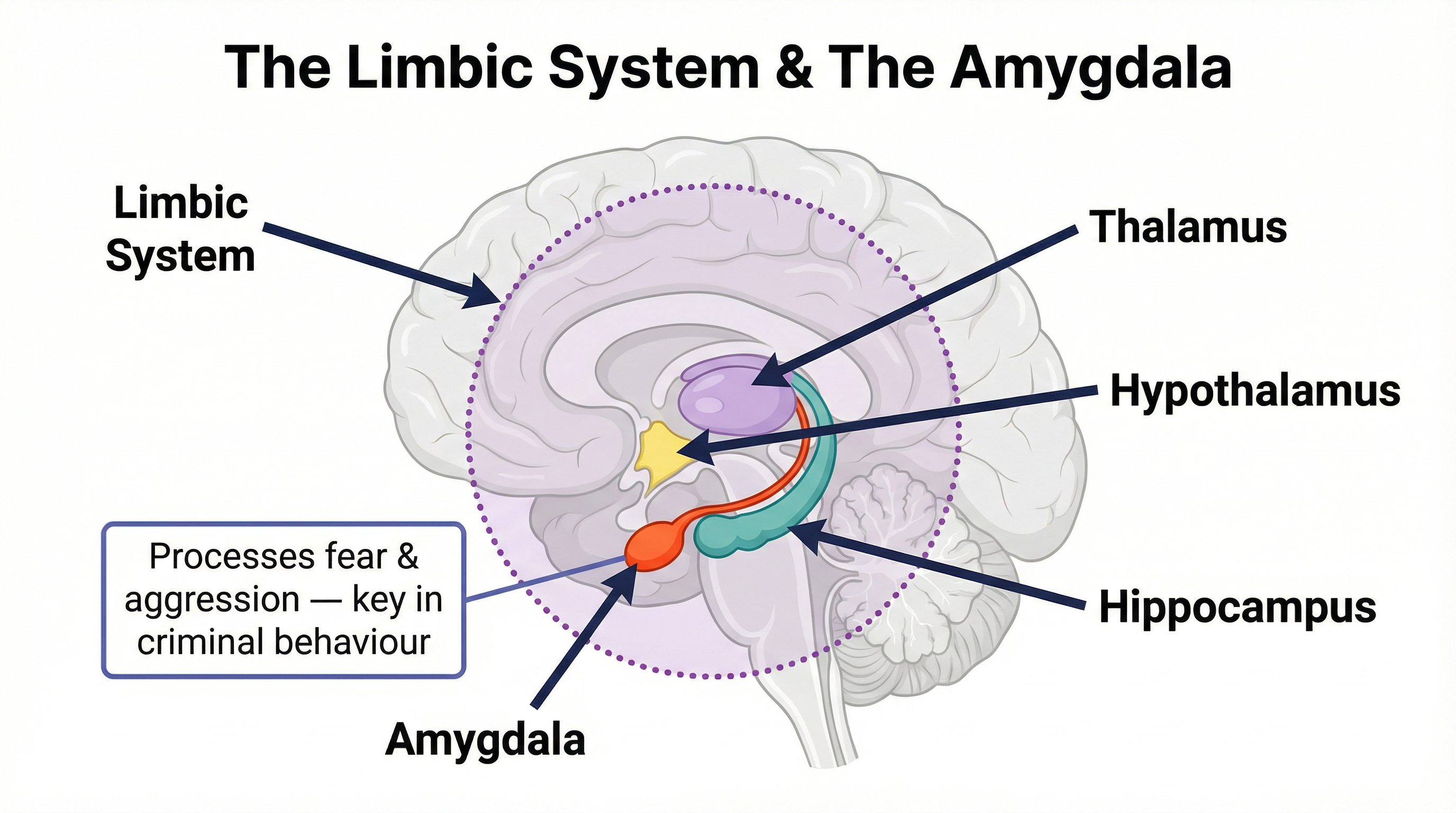 The Limbic System and the Amygdala.