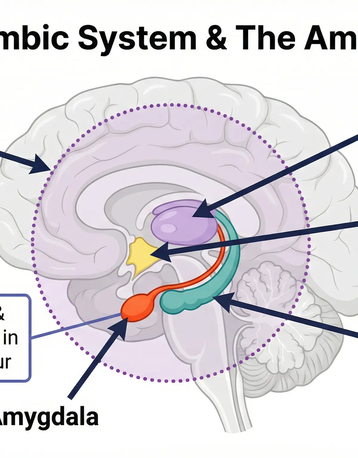 The Limbic System and the Amygdala.