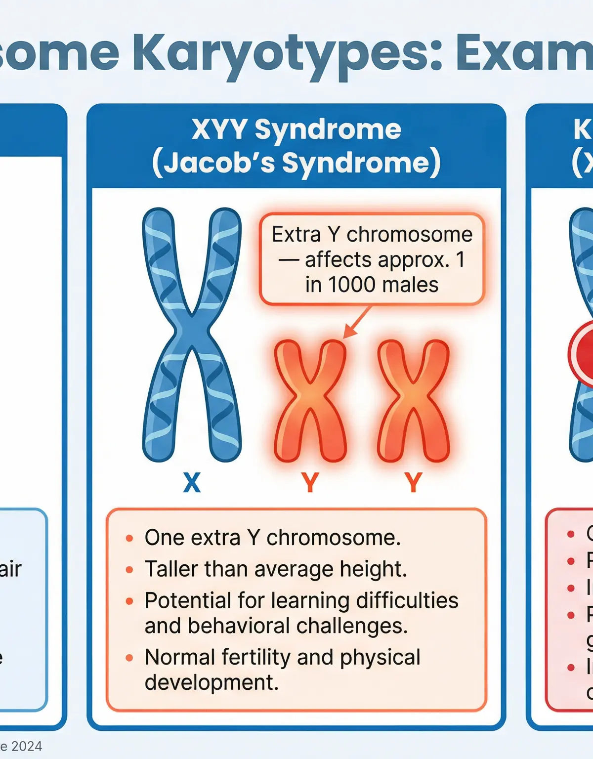 A comparison of sex chromosome karyotypes to avoid common exam mistakes.
