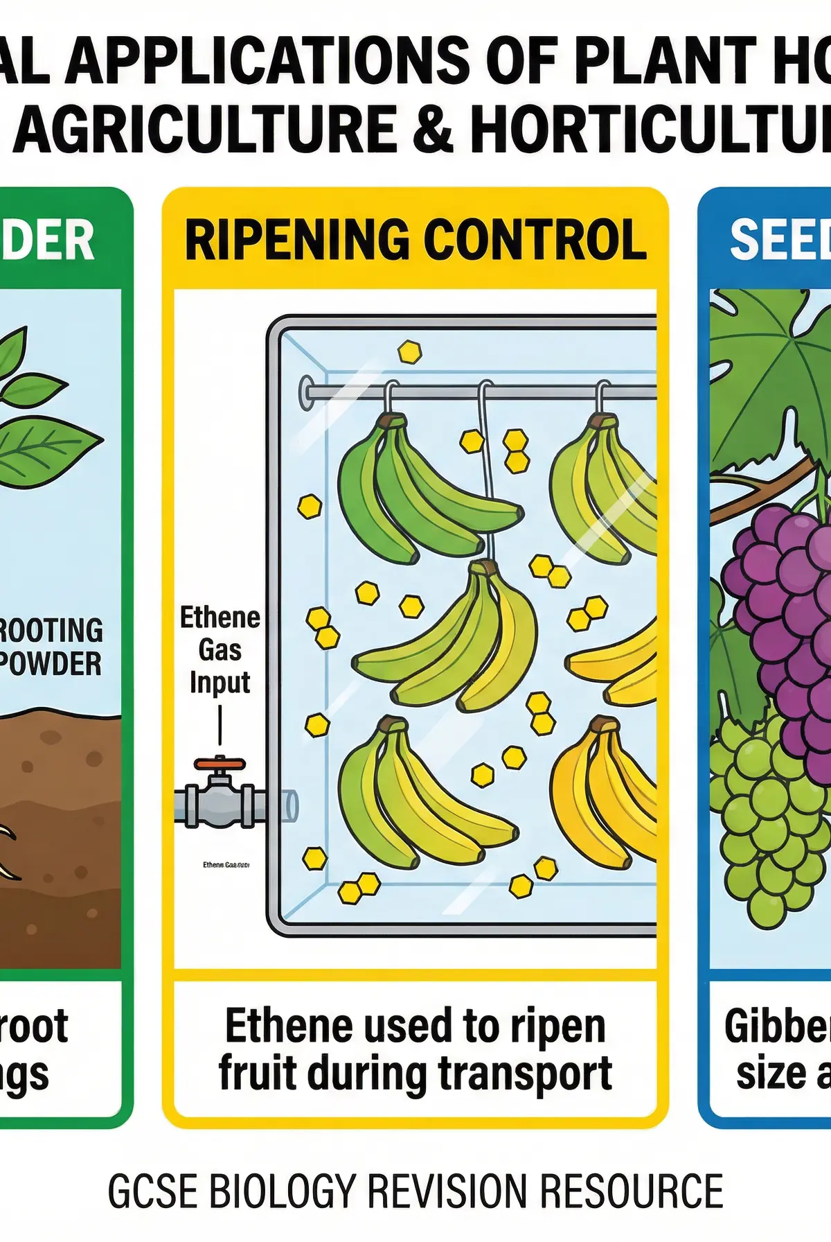 Commercial applications of plant hormones.