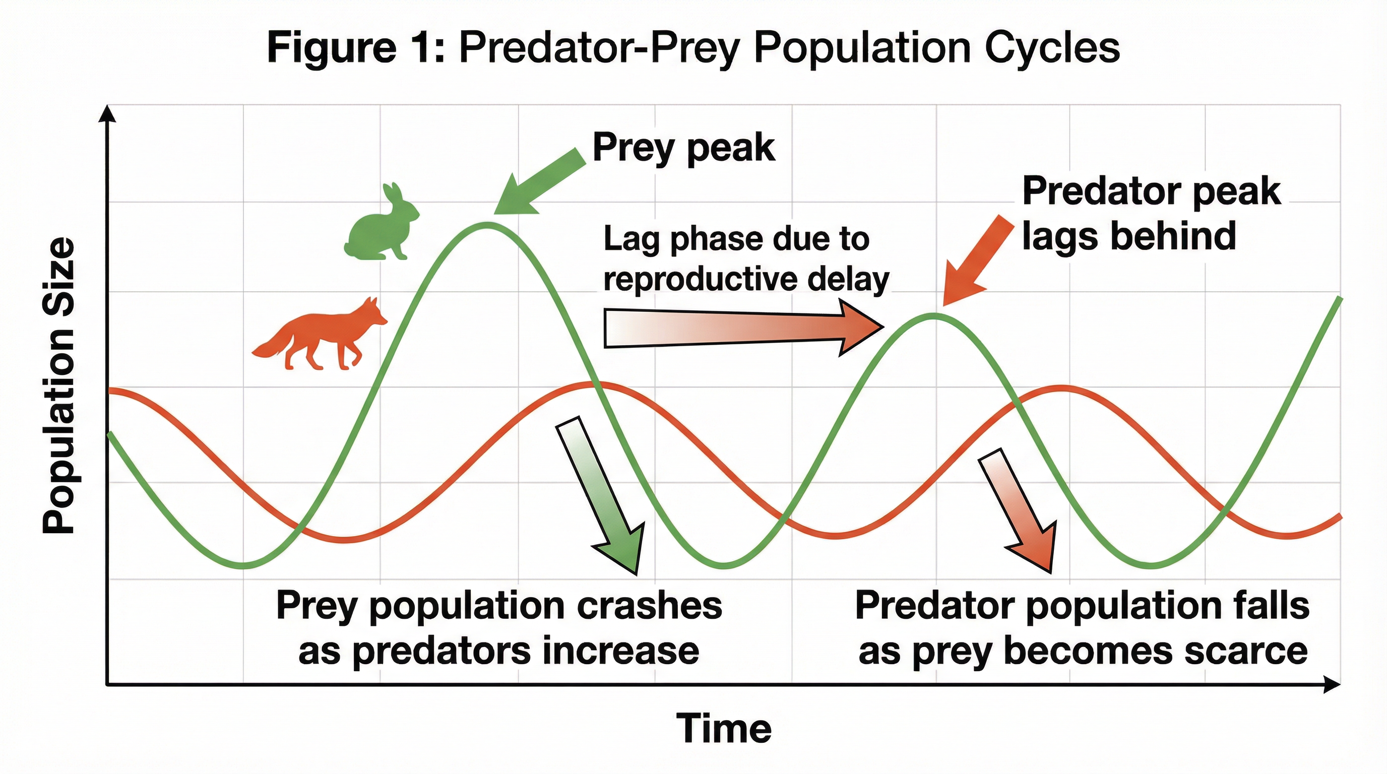 A classic predator-prey population cycle, showing the characteristic lag phase.