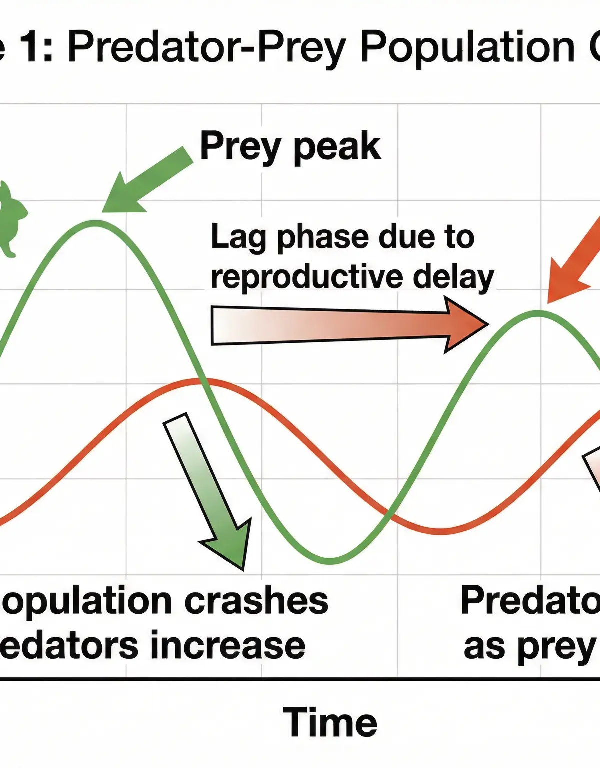 A classic predator-prey population cycle, showing the characteristic lag phase.