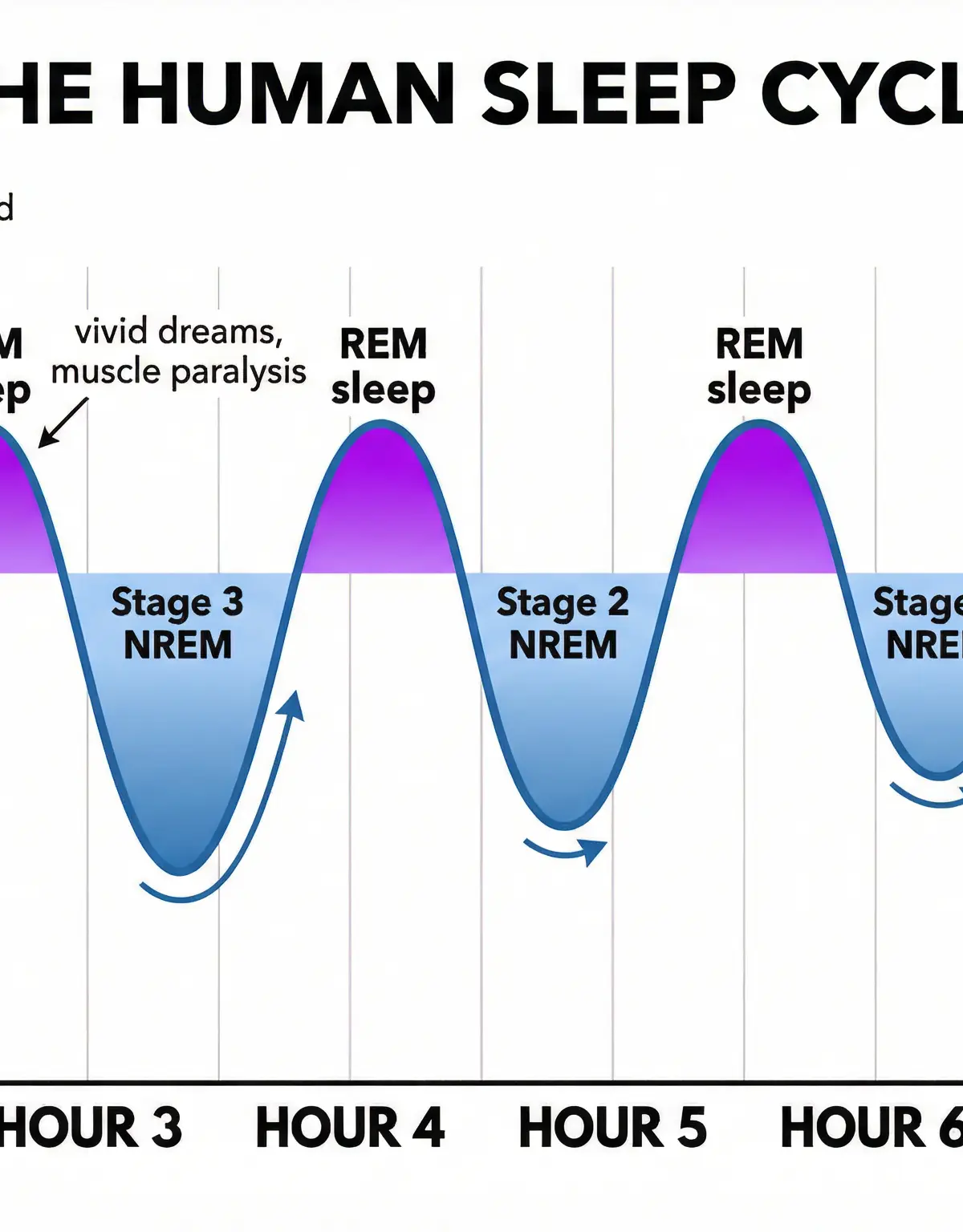 Diagram of the Human Sleep Cycle
